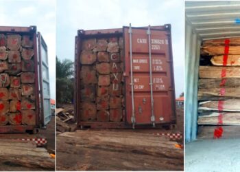 Après le retour en Guinée des 415 conteneurs de bois saisis en Chine par la CITES: voici le sort qui leur serait réservé !