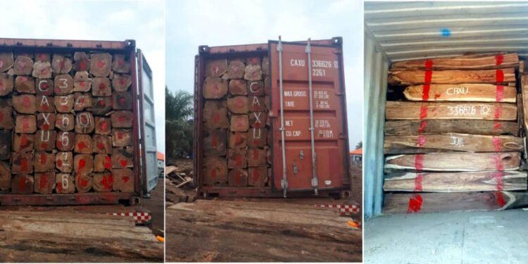 Après le retour en Guinée des 415 conteneurs de bois saisis en Chine par la CITES: voici le sort qui leur serait réservé !