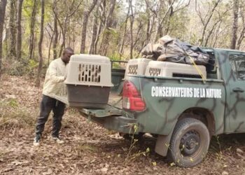 Parc National du Haut Niger : Réintroduction d’espèces protégées